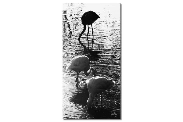 Wandbild: Flamingos 2