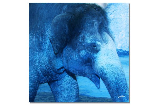 Wandbild: Mein Freund, der Elefant 1