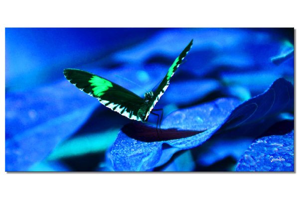Wandbild: Schmetterling 1