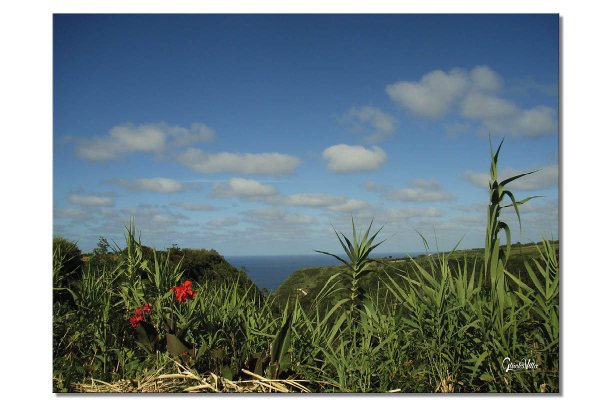 Wandbild: Pflanzenwelt der Azoren 2