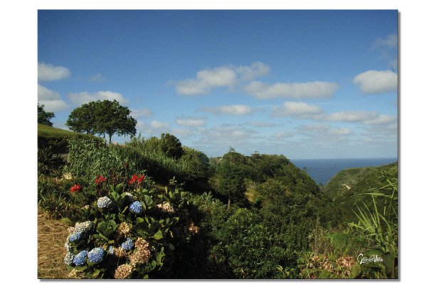 Wandbild: Blumenwelt der Azoren 3