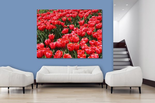 Wandbild: Tulpenmeer 3