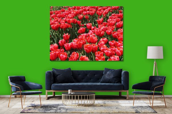 Wandbild: Tulpenmeer 3
