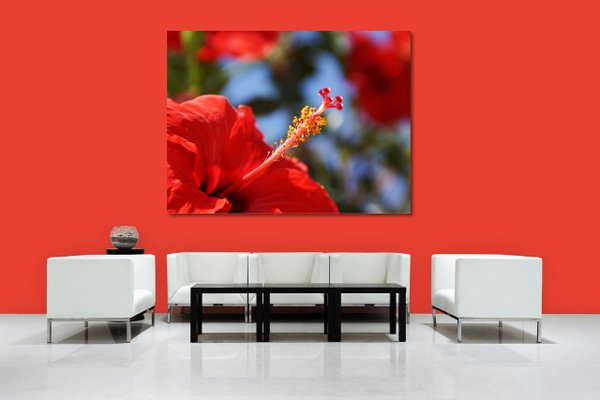 Wandbild: Kreta roter Hibiskus