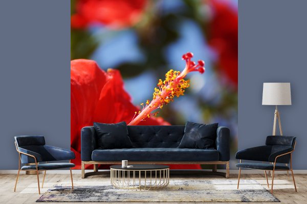 Fototapete selbstklebend - Motiv: Kreta roter Hibiskus