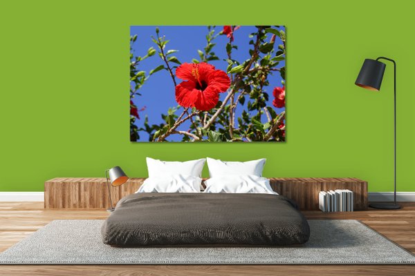 Wandbild: Kreta roter Hibiskus 2