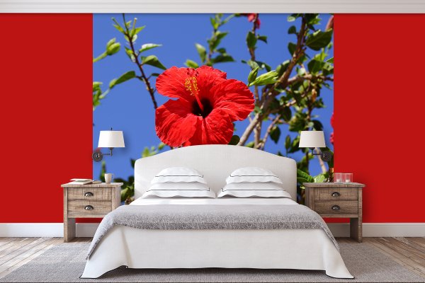 Fototapete selbstklebend - Motiv: Kreta roter Hibiskus 2