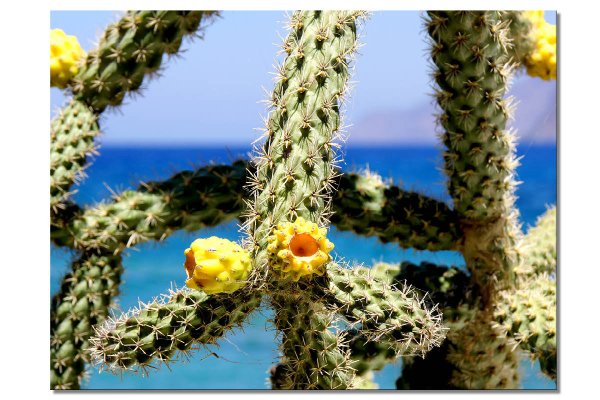 Wandbild: Kreta gelbe Kaktusblüten