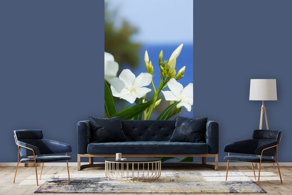 Fototapete selbstklebend - Motiv: Kreta weiße Oleander-Blüten