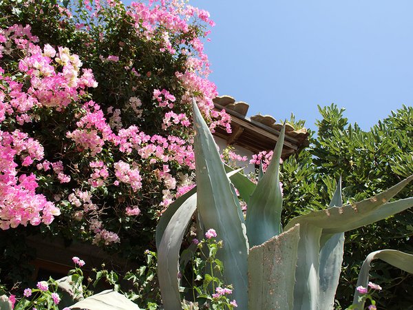 Fototapete selbstklebend - Motiv: Kreta Hausgarten mit Bougainvillea