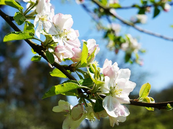 Fototapete selbstklebend - Motiv: Apfelblüten-Frühling 2