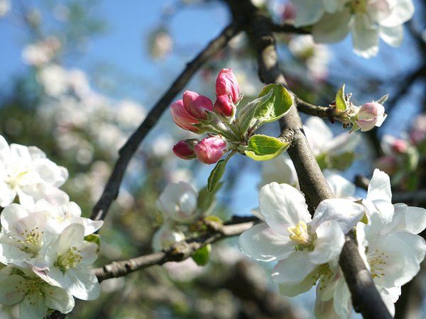 Fototapete selbstklebend - Motiv: Apfelblüten-Frühling 4