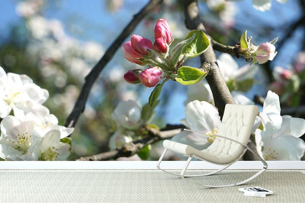 Fototapete selbstklebend - Motiv: Apfelblüten-Frühling 4