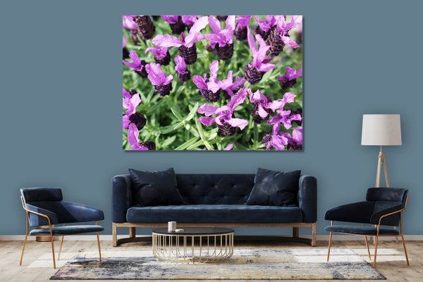 Wandbild: Lila Schopf-Lavendel Blüten