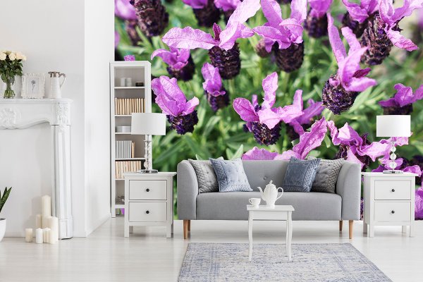 Fototapete selbstklebend - Motiv: Lila Schopf-Lavendel Blüten