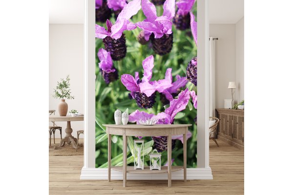 Fototapete selbstklebend - Motiv: Lila Schopf-Lavendel Blüten