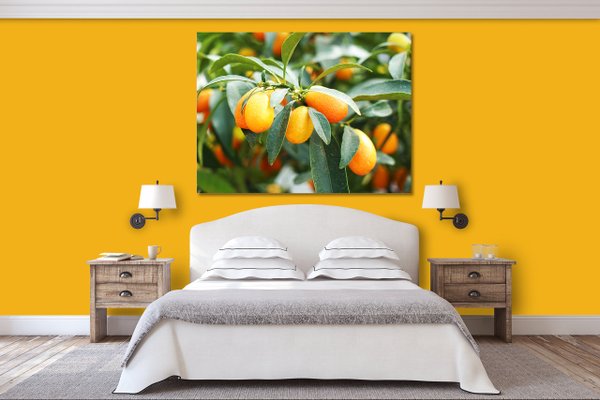 Wandbild: Kumquat Zwergorange