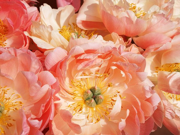 Fototapete selbstklebend - Motiv: Rosa Pfingstrosen-Blüte