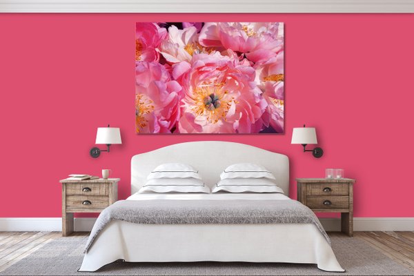 Wandbild: Pinke Pfingstrosen-Blüte