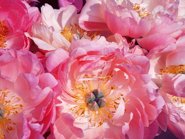 Fototapete selbstklebend - Motiv: Pinke Pfingstrosen-Blüte