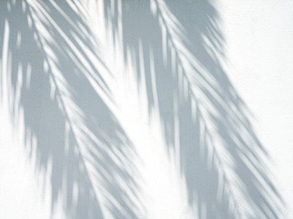 Fototapete selbstklebend: Palmenschatten - (viele Größen)