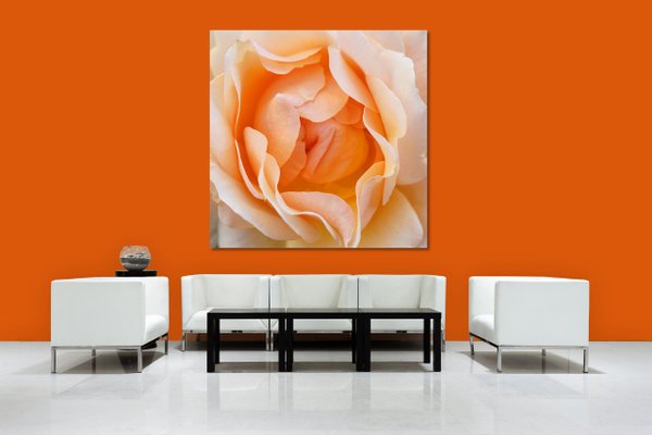 Wandbild: Rosen-Blüte Rosentraum 2 - viele Größen