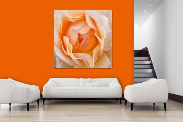 Wandbild: Rosen-Blüte Rosentraum 2 - viele Größen