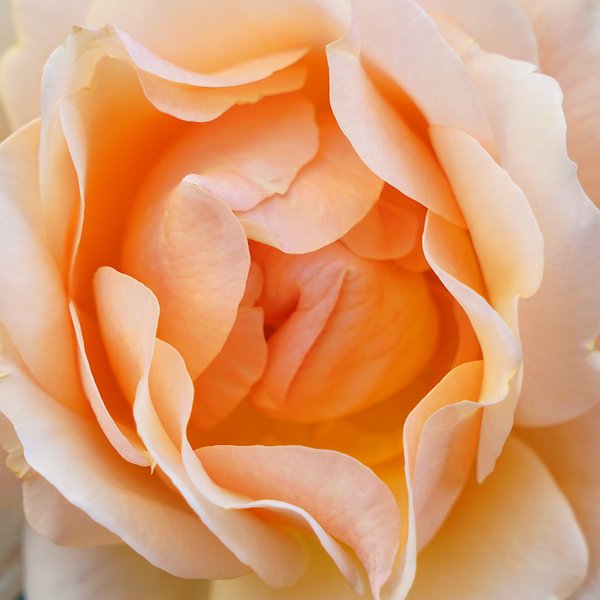 Fototapete selbstklebend: Rosen-Blüte Rosentraum 2 - (viele Größen)