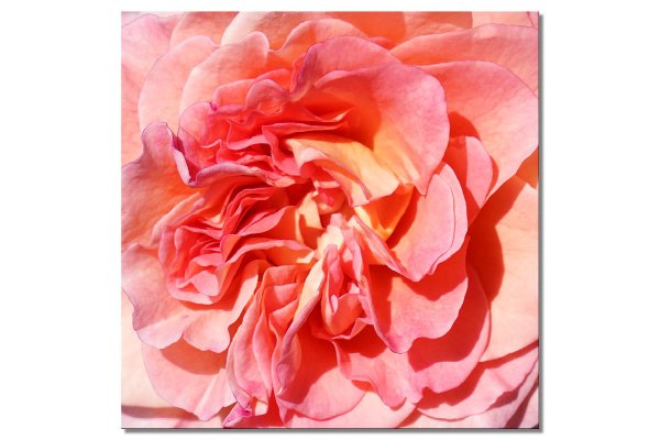Wandbild: Rosen-Blüte Rosentraum 3 - viele Größen