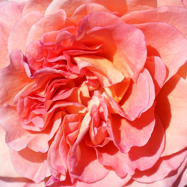 Fototapete selbstklebend: Rosen-Blüte Rosentraum 3 - (viele Größen)
