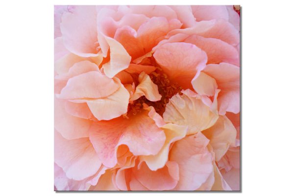 Wandbild: Rosen-Blüte Rosentraum 4 - viele Größen