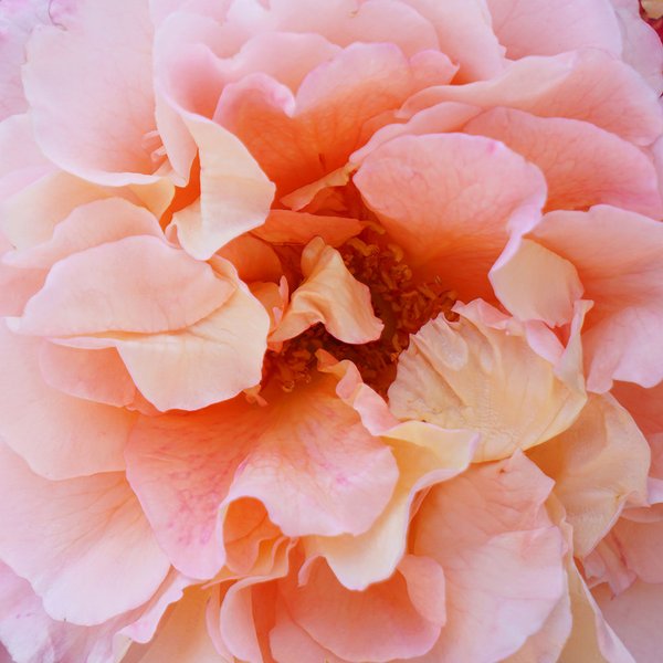 Fototapete selbstklebend: Rosen-Blüte Rosentraum 4 - (viele Größen)