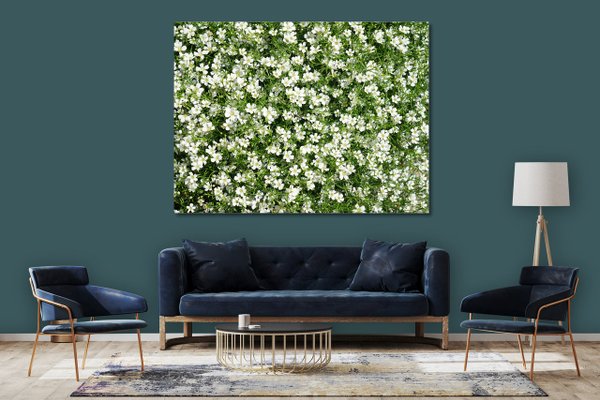 Wandbild: Weiße Blüten-Wiese - viele Größen