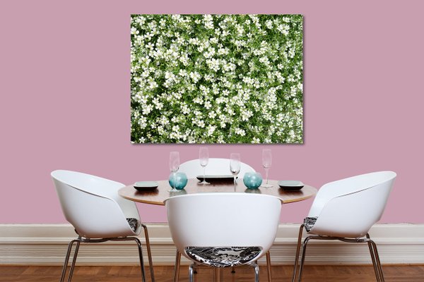 Wandbild: Weiße Blüten-Wiese - viele Größen