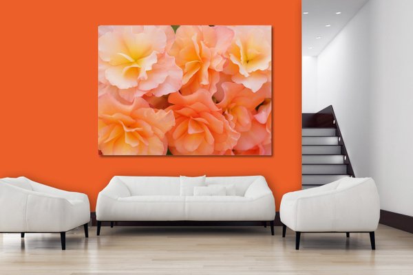 Wandbild: Rosen-Blüte Rosentraum 5 - viele Größen
