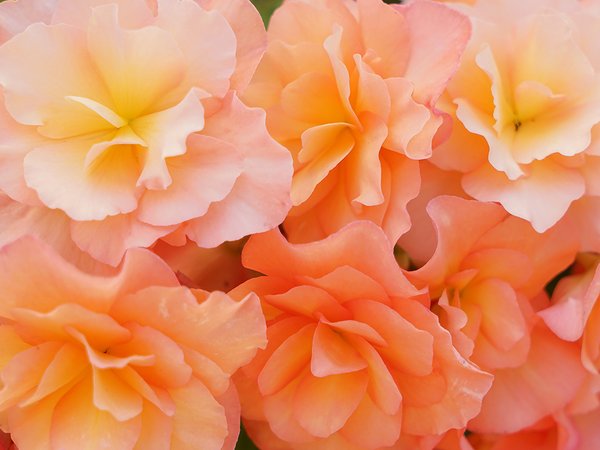 Fototapete selbstklebend: Rosen-Blüte Rosentraum 5 - (viele Größen)