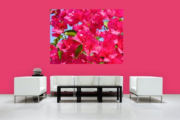 Wandbild: Pinke Bougainvillea-Blüte - viele Größen