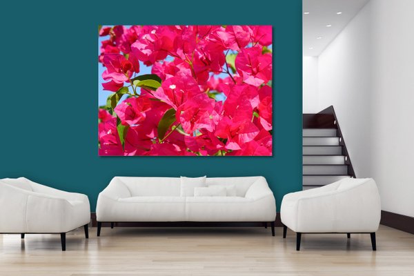 Wandbild: Pinke Bougainvillea-Blüte - viele Größen