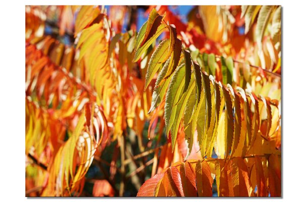 Wandbild: Buntes Herbstlaub 7 - viele Größen