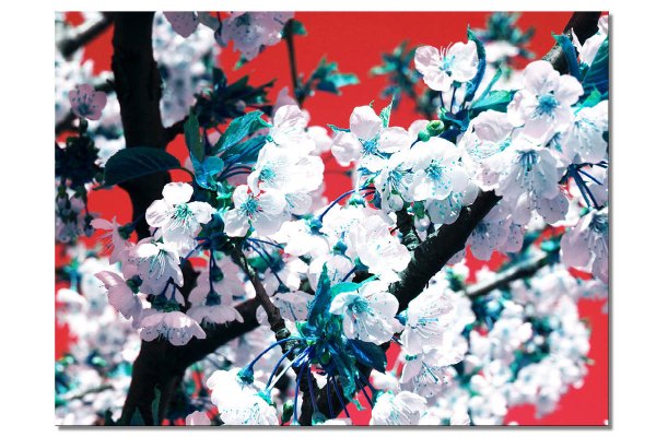 Wandbild: Japan-Style Kirschblüte 1 - viele Größen
