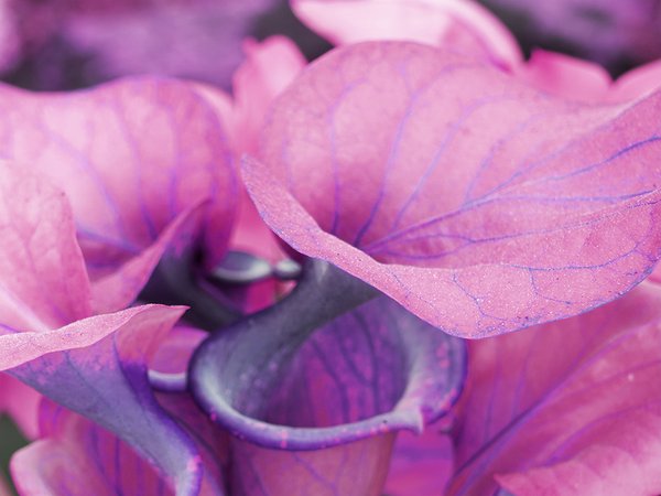 Fototapete selbstklebend: Calla-Blüten Romantik 3 - (viele Größen)