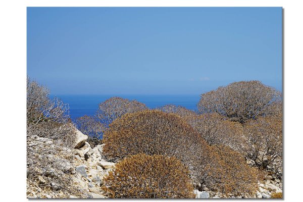 Wandbild: Wilde Macchia auf Naxos - viele Größen