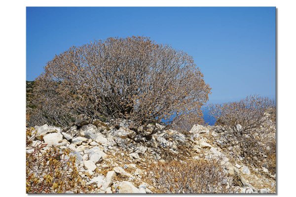 Wandbild: Wilde Macchia auf Naxos 2 - viele Größen