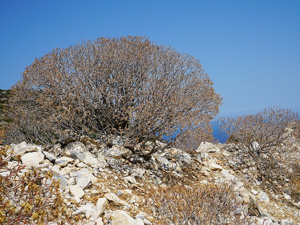 Fototapete selbstklebend: Wilde Macchia auf Naxos 2 - (viele Größen)